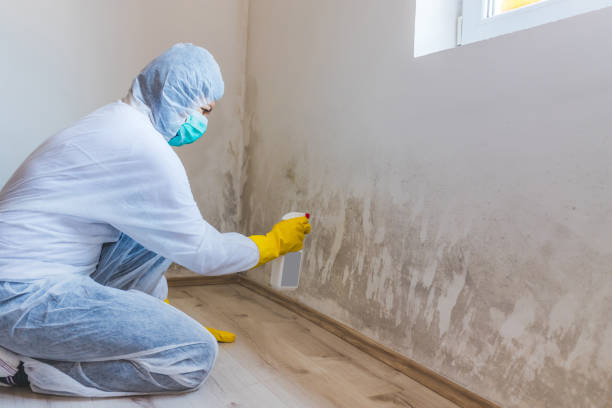 Licensed Mold Testing service in Lowell, MI - WQB Mold Removal